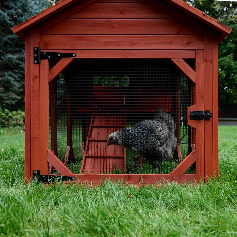 Chicken Coop for 6 Chickens – Orpington Lodge (Hen House Only) image 4